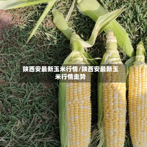 陕西安最新玉米行情/陕西安最新玉米行情走势