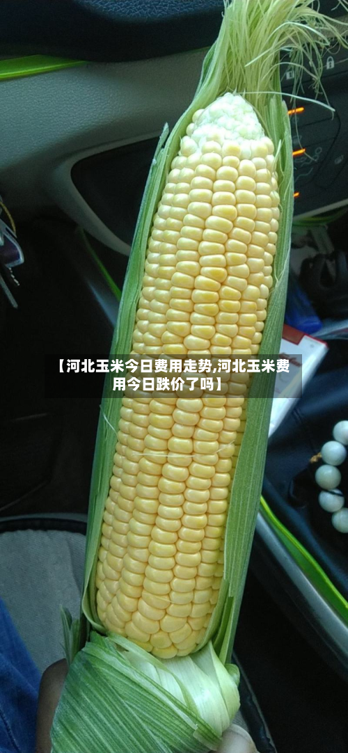 【河北玉米今日费用走势,河北玉米费用今日跌价了吗】-第3张图片