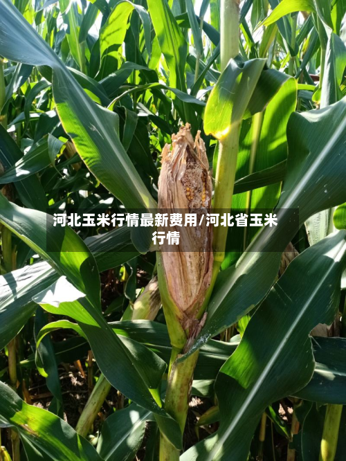河北玉米行情最新费用/河北省玉米行情